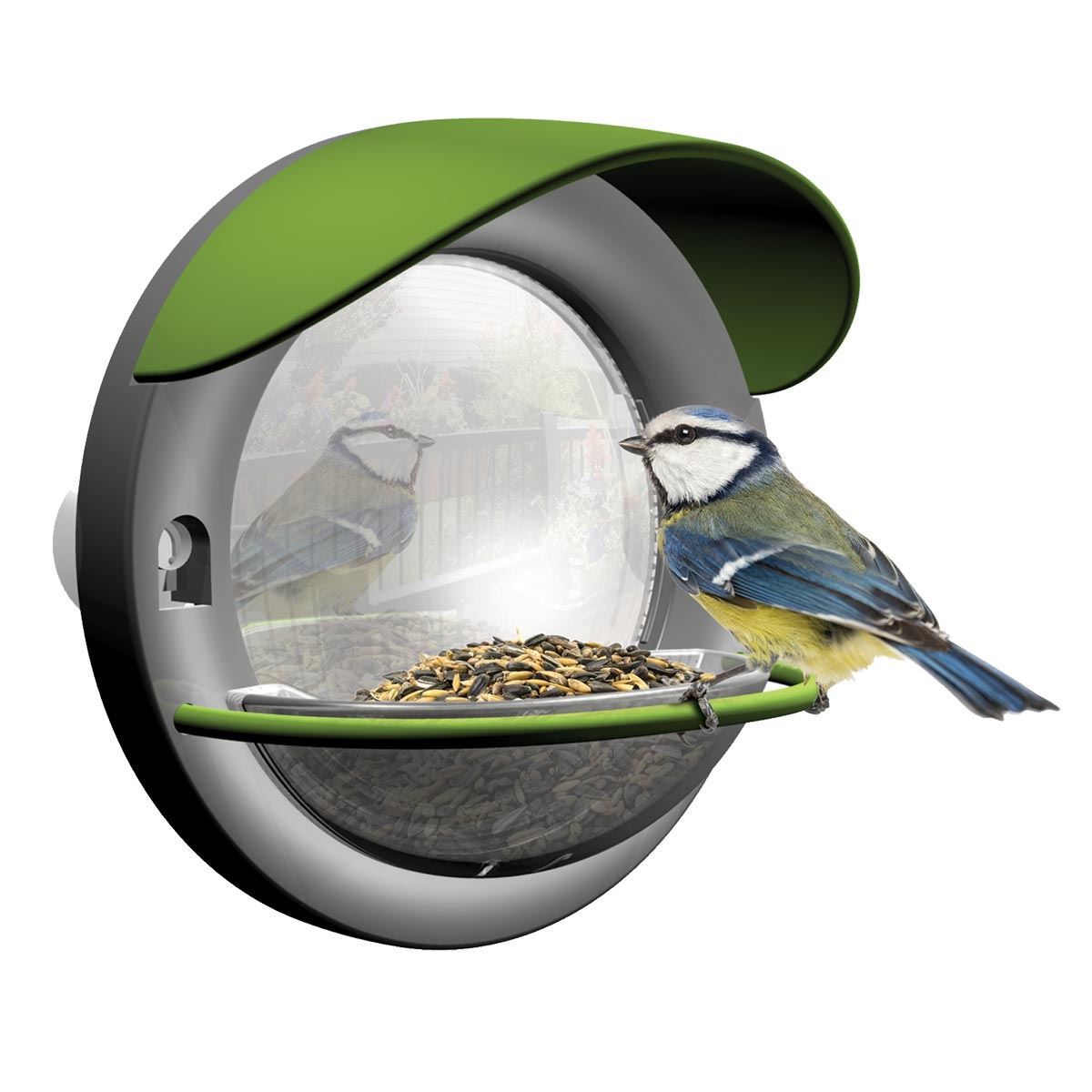 Window Bird Feeder Exploring Nature Mulberry Bush